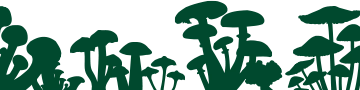 Ciuperci