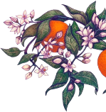 Floare de portocal